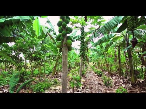 Nông nghiệp sinh thái Phương thức vượt trội hơn cả nông nghiệp hữu cơ